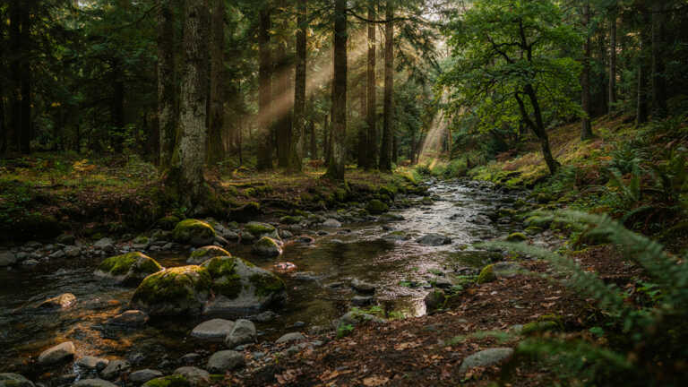 Mendocino National Forest
