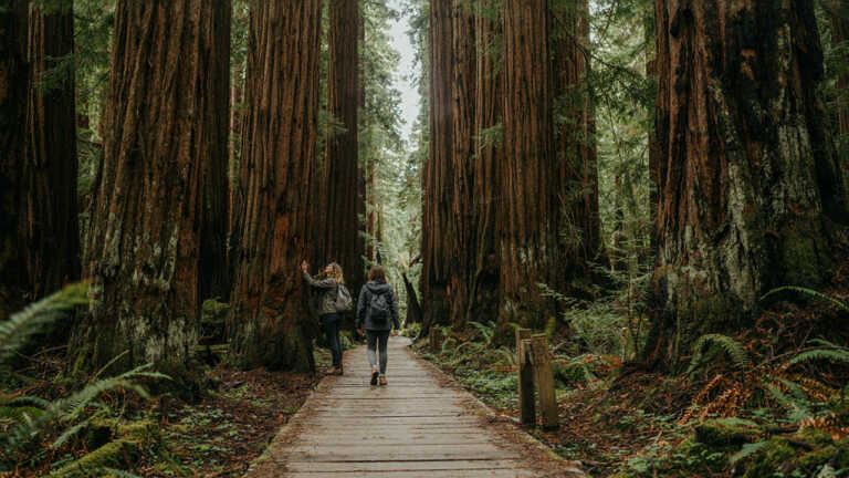 Redwood National and State Parks & Tall Trees Grove, California