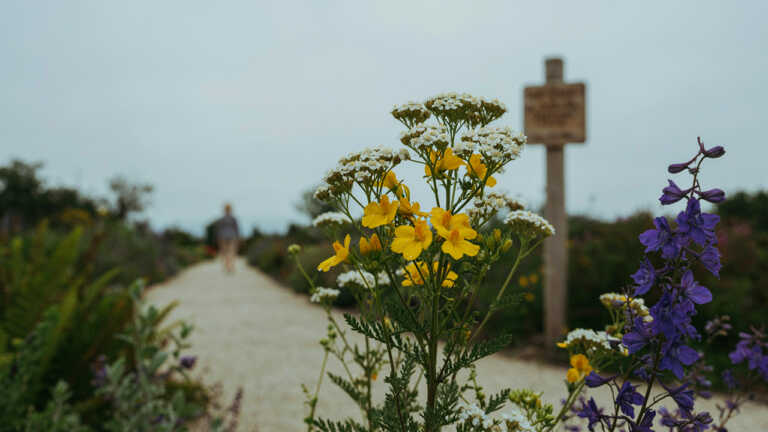 Santa Barbara Botanic Garden – California Native Beauty
